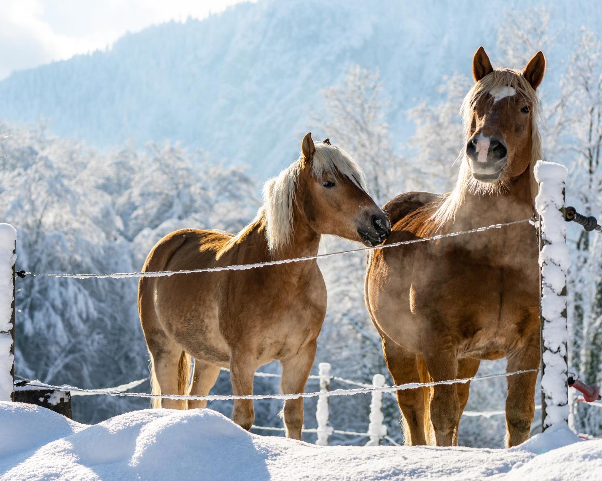 Hotel & Chalets Lampllehen マルクトシェレンベルク エクステリア 写真